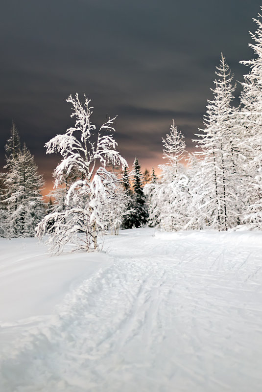 Вечерний зимний лес - Яна К