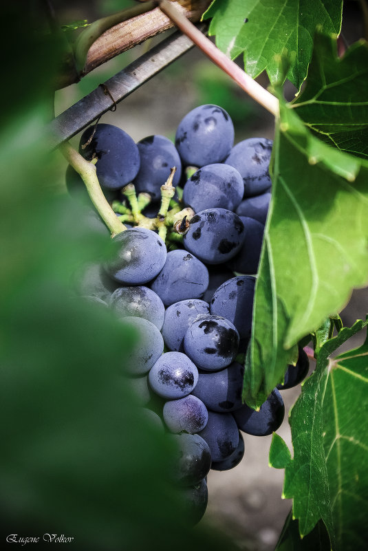 Bunch of grapes - Eugene Volkov