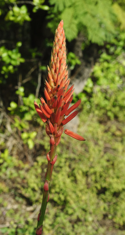 Posle buri.Aloe Vera - susanna vasershtein