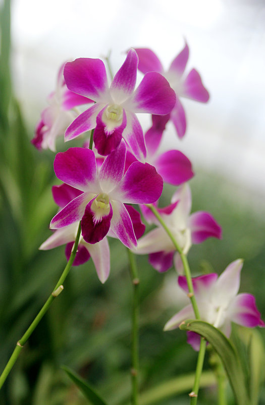 Орхидеи - Светлана 