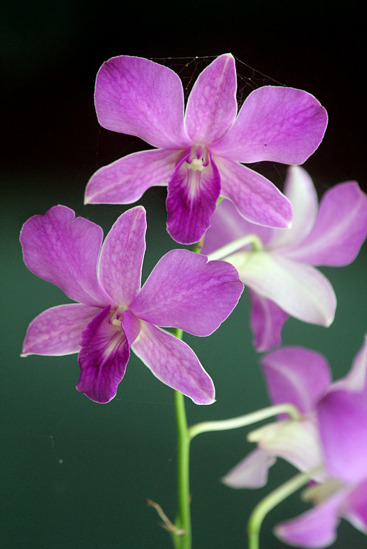 Орхидеи - Светлана 