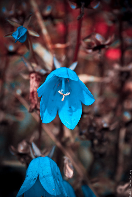 цветок - Андрей Хлопин