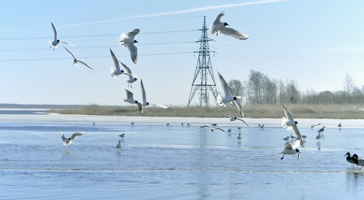 Чайки на озере - Сергей Садовничий