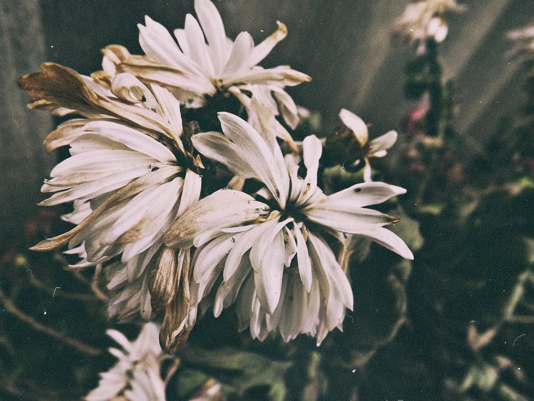 цветы - Валерия 
