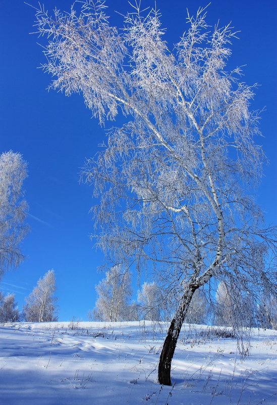 На семи ветрах... - Наталья Юрова