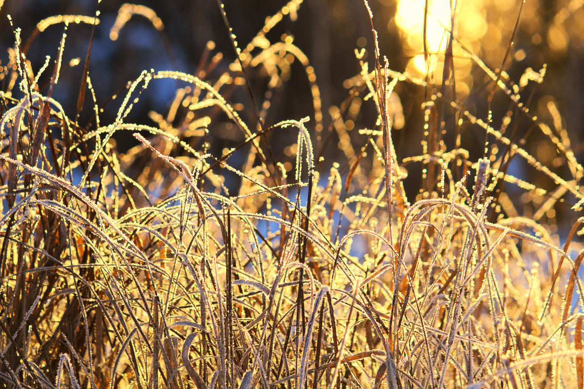 Солнце,трава,снег - Максим Минаков
