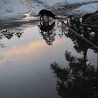 Пьющее небо :: Алёна Сасина