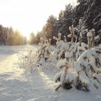 зима :: Татьяна Вилкова
