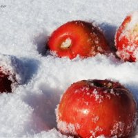 яблоки на снегу :: Марина Фролова