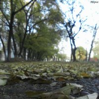 листья. :: Мария Попова