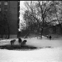 Уличная жизнь :: Оля Горбовская