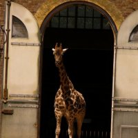 London zoo :: Никита Литвинов