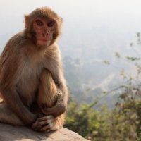 серия животный мир Непала :: Алексей Греков