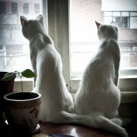 белые кошки у окошка :: Виктория Велес