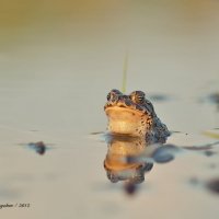 Зеленая жаба :: Максим Рыжов