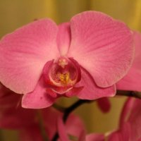 Орхидея... :: Alexandr Hotey