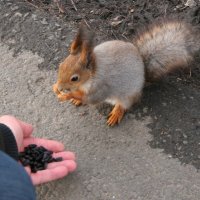 поняли друг друга :: Сергей Румянцев