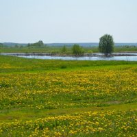 В одуванчиках :: Александра Черникова