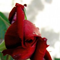 как хорощи,как свежи были розы.. :: Марина Брюховецкая