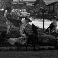 Reservoir dogs :: Андрей Агафонов