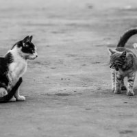 Коты на базаре :: Павел Гасс