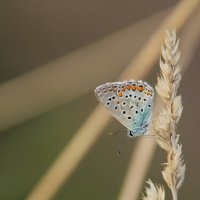 *** :: Александр Богомолов