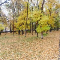 осень в парке :: тамара антошкина