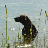 dog on the lake :: Yulia Konovalova