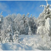 снежная сказка леса.. :: Наталья Соболева