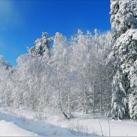 снежное безмолвие..2 :: Наталья Соболева