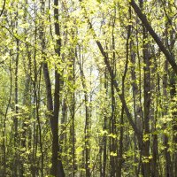 Весенний лес. В Московском парке :: Виктор Мальгин