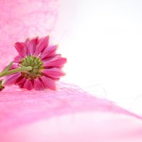 Розовая прелесть 1 :: Александра Белова