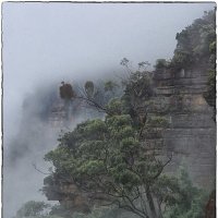 Туман в Blue Mountains. Австралия :: Александр Беляев