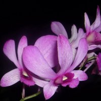 Орхидея в ночи :: Сергей 