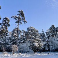 Зимний лес (9) :: Сергей Садовничий