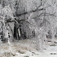 Волшебник туман. :: Надежда Ивашкина