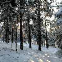 Зимний лес (12) :: Сергей Садовничий