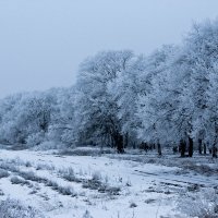 Зима в Волгоахтубинской пойме :: Алексей Часовской