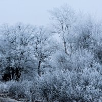 Зима в Волгоахтубинской пойме :: Алексей Часовской