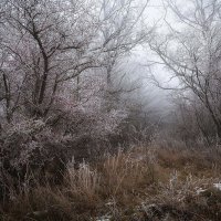 лес в тумане :: Игорь Смирнов