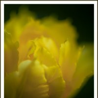 Желтый тюльпан :: Вера Ульянова
