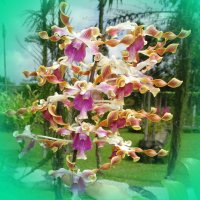 Новогодняя орхидея :: Сергей 