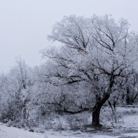 Зима в Волгоахтубинской пойме :: Алексей Часовской