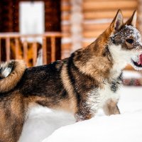 Собака в снегу :: Александр Хвостов