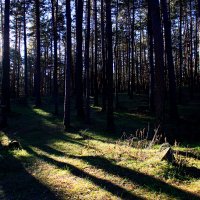 Ноябрьский лес :: Евгения Копылова