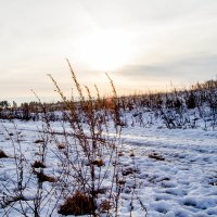 Поле в январе :: Дмитрий Носов