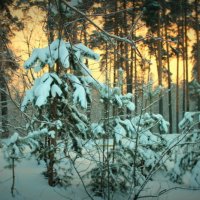 Зимний лес :: Ольга Кесс