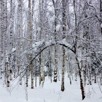 Зима :: Евгения Корнилкова