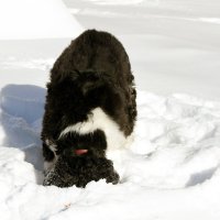 Дождался пес снега... и забурил :-) :: Яков Геллер