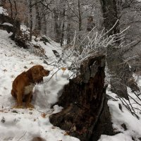 Чем пахнет зима :: Михаил Баевский